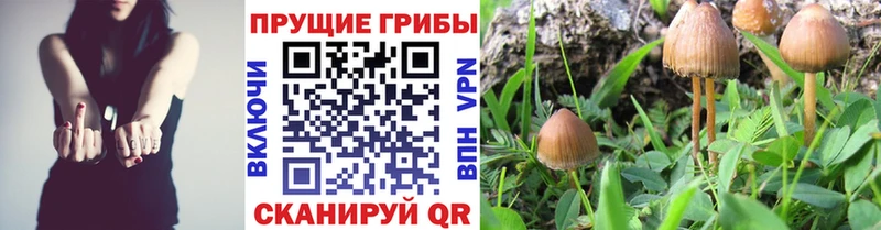 Галлюциногенные грибы GOLDEN TEACHER Дрезна